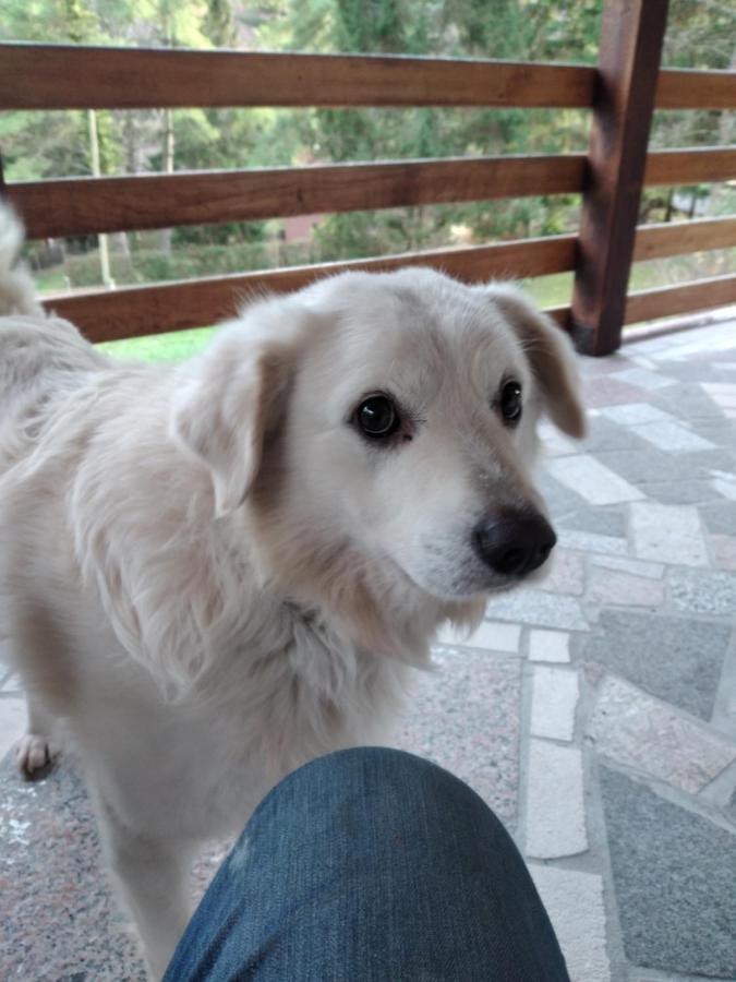 Kuca Za Odmor"Miran San" Villa Podgorić Kültér fotó